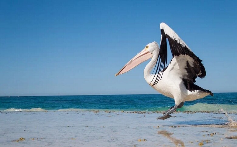 Bird Species Found At Burleigh Head Beach