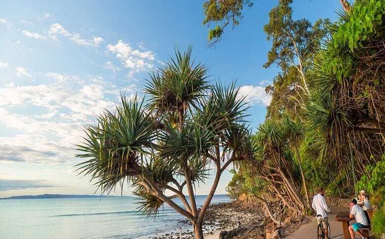 Plant Species Found At Noosa Main Beach