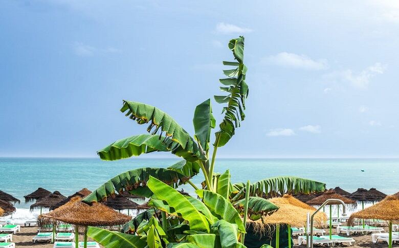 Plant Variety Of Cable Beach