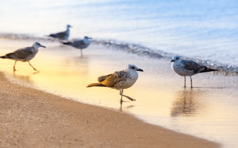 Bird Species Found At Burleigh Beach