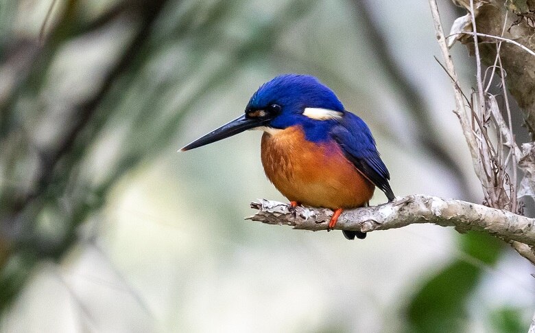 Bird Species Found At Byron Bay Main Beach