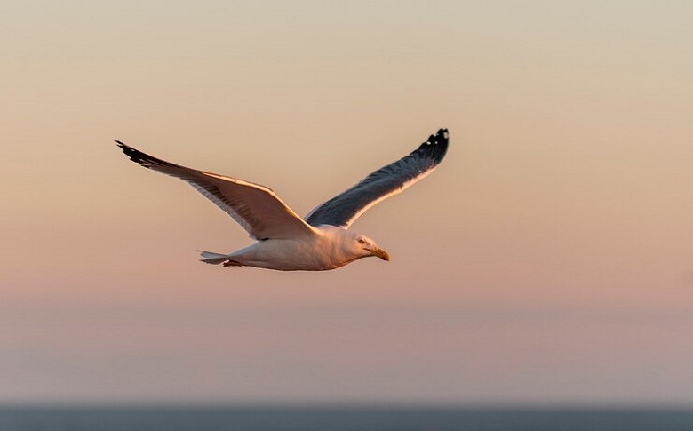 Bird Species Found At Cottesloe Beach