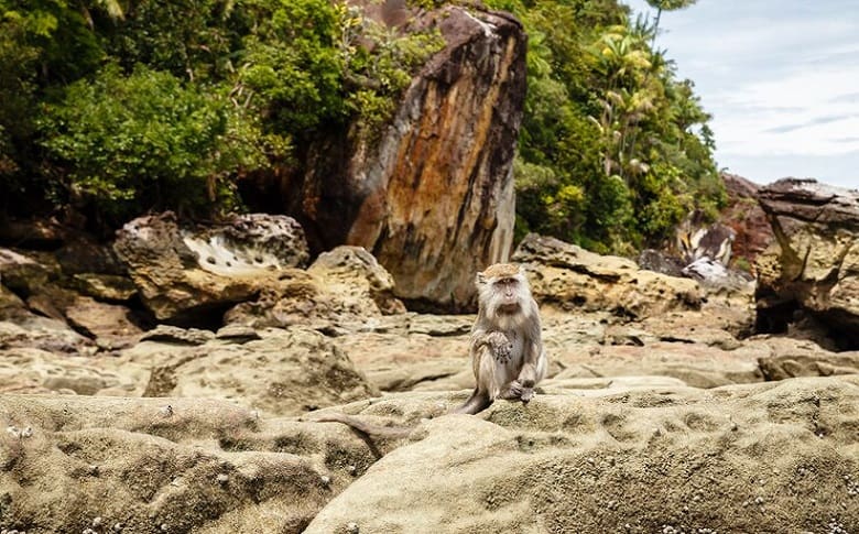 The Animal Species Inhabiting Byron Bay Main Beach 3