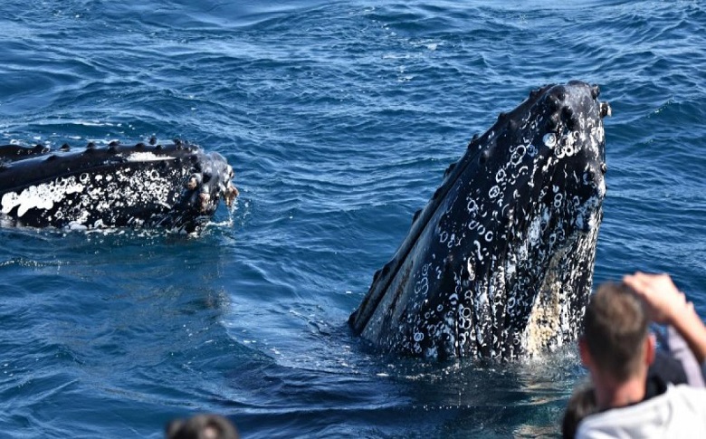 The Animal Species Inhabiting Cottesloe Beach