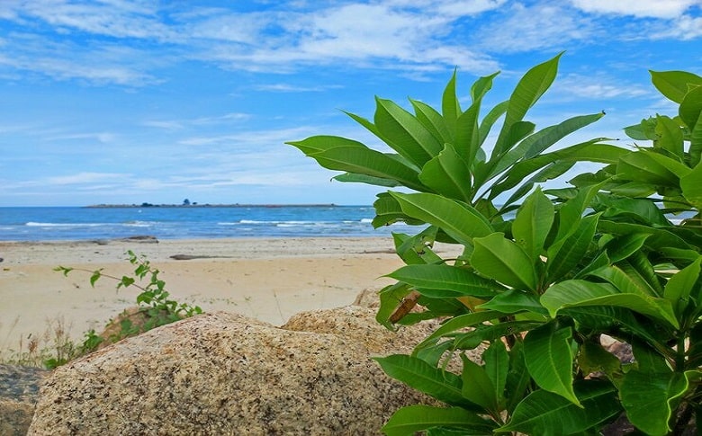 The Plant Species Found At Byron Bay Main Beach 3