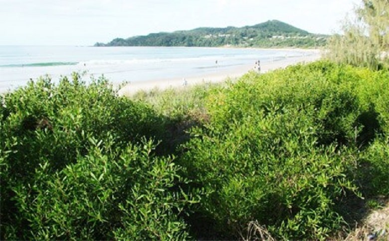 The Plant Species Found At Byron Bay Main Beach