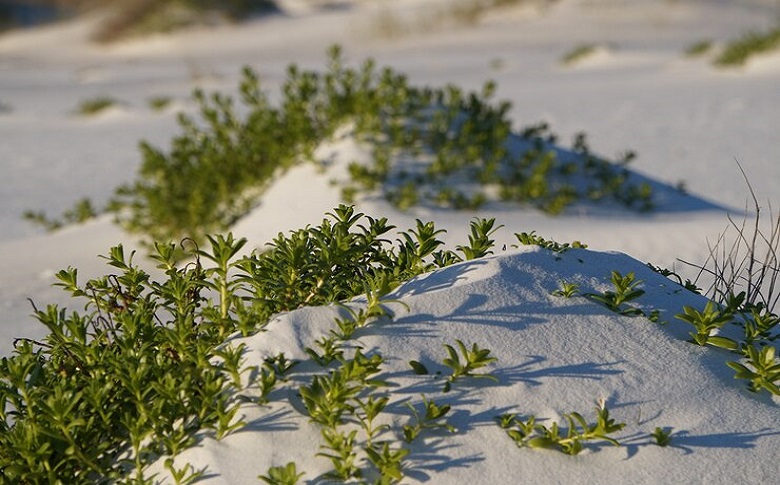 The Plant Species Found At Four Mile Beach