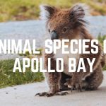 Animal Species Of Apollo Bay