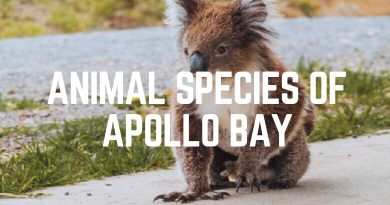 Animal Species Of Apollo Bay