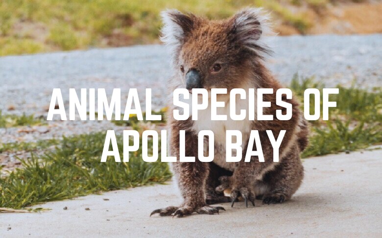 Animal Species Of Apollo Bay