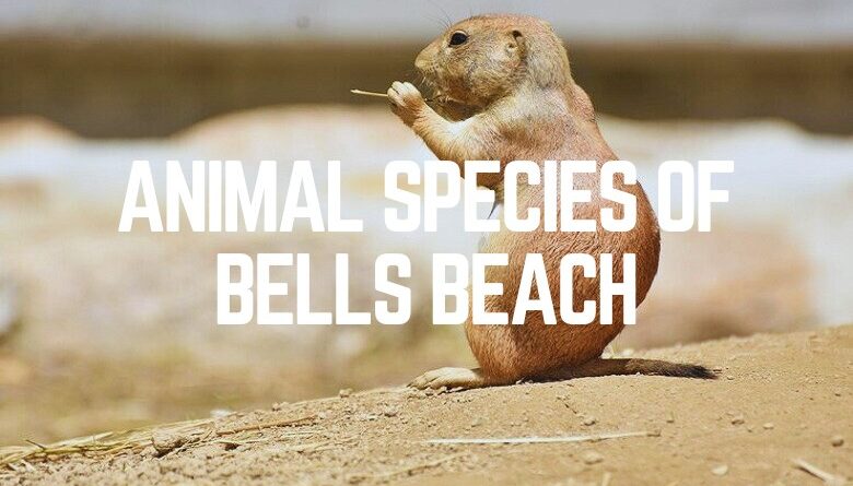 Animal Species Of Bells Beach