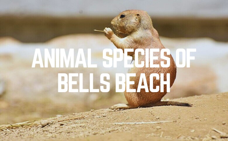 Animal Species Of Bells Beach