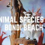 Animal Species Of Bondi Beach