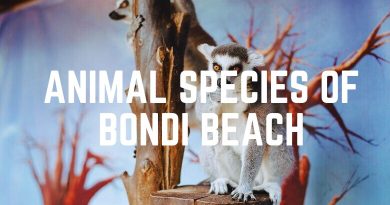Animal Species Of Bondi Beach