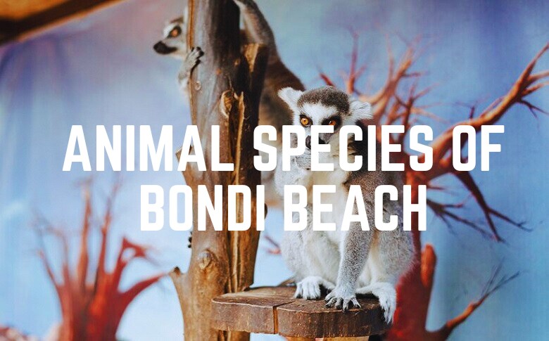 Animal Species Of Bondi Beach