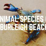 Animal Species Of Burleigh Beach