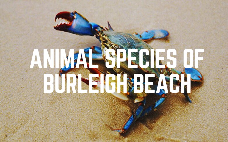 Animal Species Of Burleigh Beach