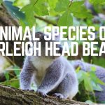 Animal Species Of Burleigh Head Beach