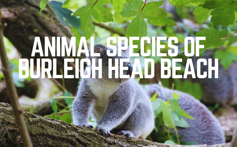 Animal Species Of Burleigh Head Beach