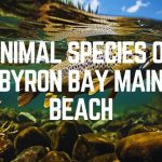 Animal Species Of Byron Bay Main Beach