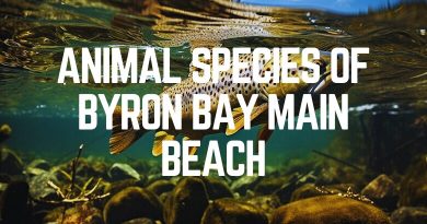Animal Species Of Byron Bay Main Beach