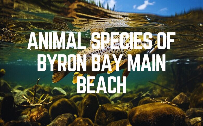 Animal Species Of Byron Bay Main Beach