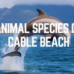 Animal Species Of Cable Beach