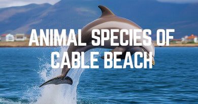 Animal Species Of Cable Beach