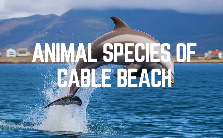 Animal Species Of Cable Beach