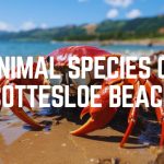 Animal Species Of Cottesloe Beach