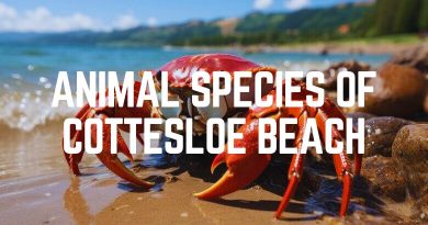 Animal Species Of Cottesloe Beach
