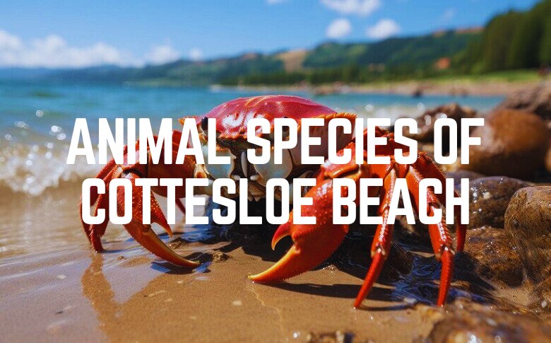 Animal Species Of Cottesloe Beach