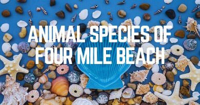Animal Species Of Four Mile Beach