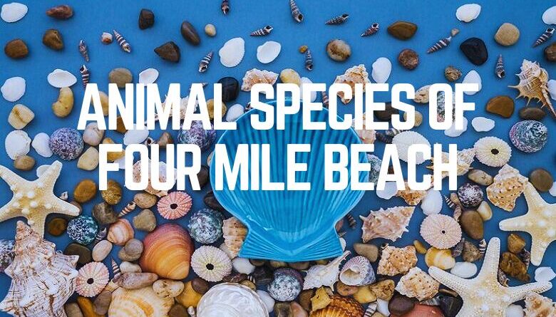 Animal Species Of Four Mile Beach