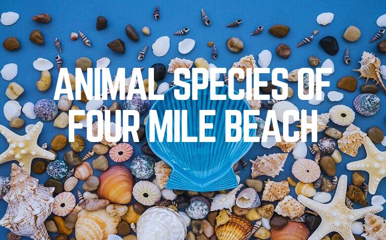 Animal Species Of Four Mile Beach