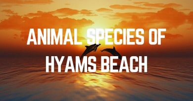 Animal Species Of Hyams Beach