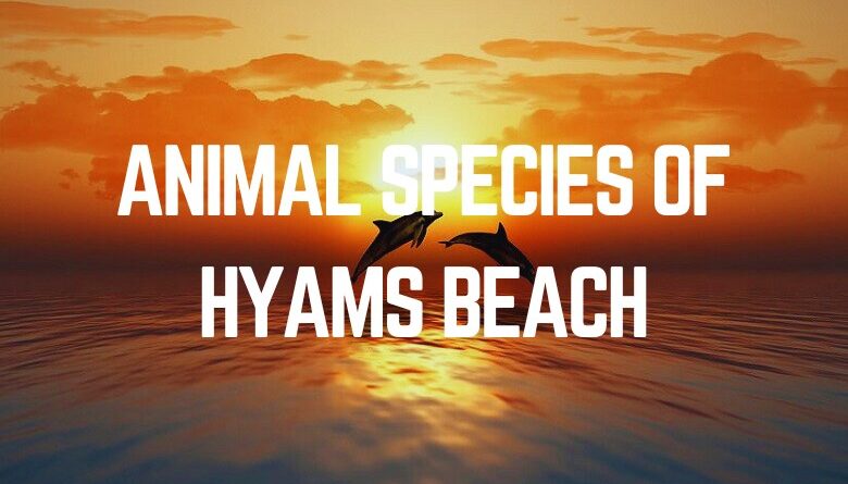 Animal Species Of Hyams Beach