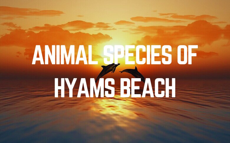 Animal Species Of Hyams Beach