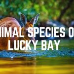 Animal Species Of Lucky Bay Beach