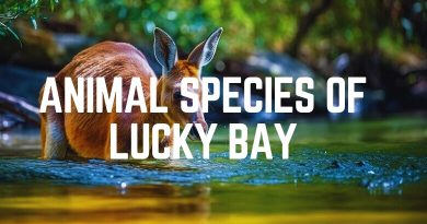 Animal Species Of Lucky Bay Beach