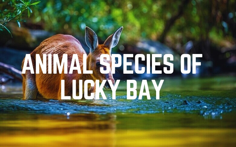 Animal Species Of Lucky Bay Beach