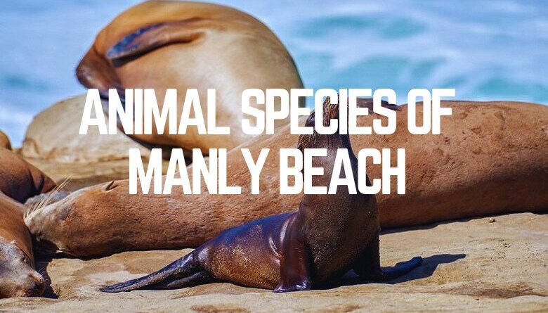 Animal Species Of Manly Beach