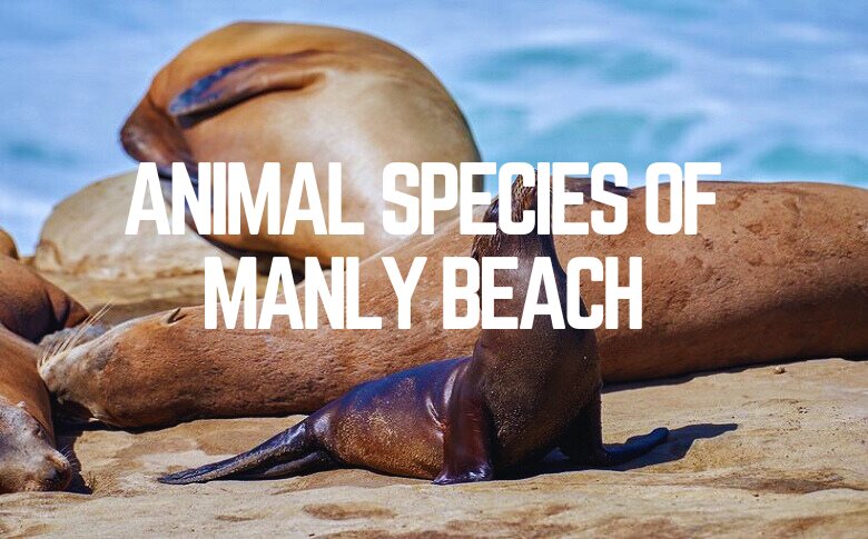 Animal Species Of Manly Beach