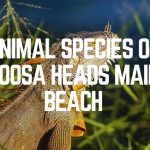 Animal Species Of Noosa Heads Main Beach