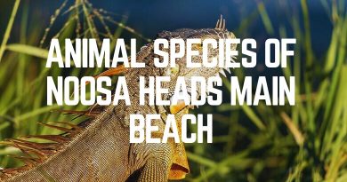 Animal Species Of Noosa Heads Main Beach