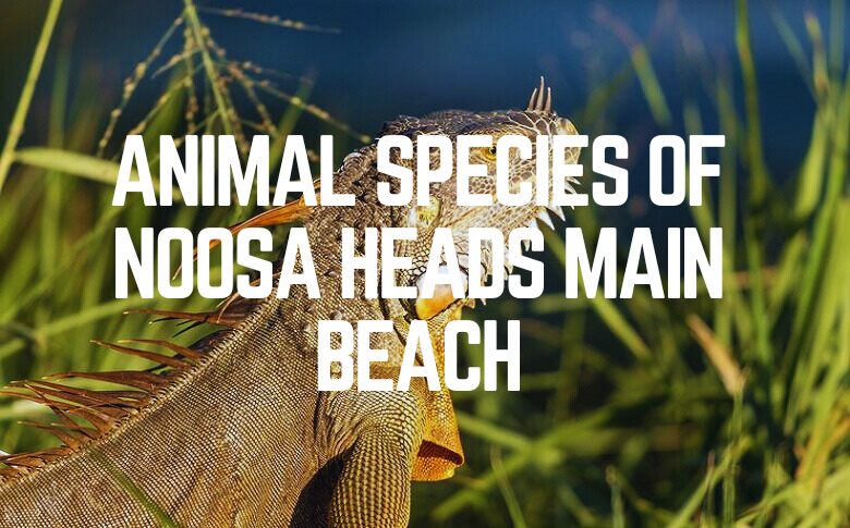 Animal Species Of Noosa Heads Main Beach