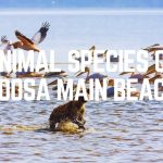 Animal Species Of Noosa Main Beach