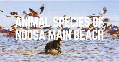 Animal Species Of Noosa Main Beach