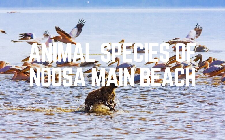 Animal Species Of Noosa Main Beach