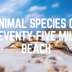 Animal Species Of Seventy-Five Mile Beach